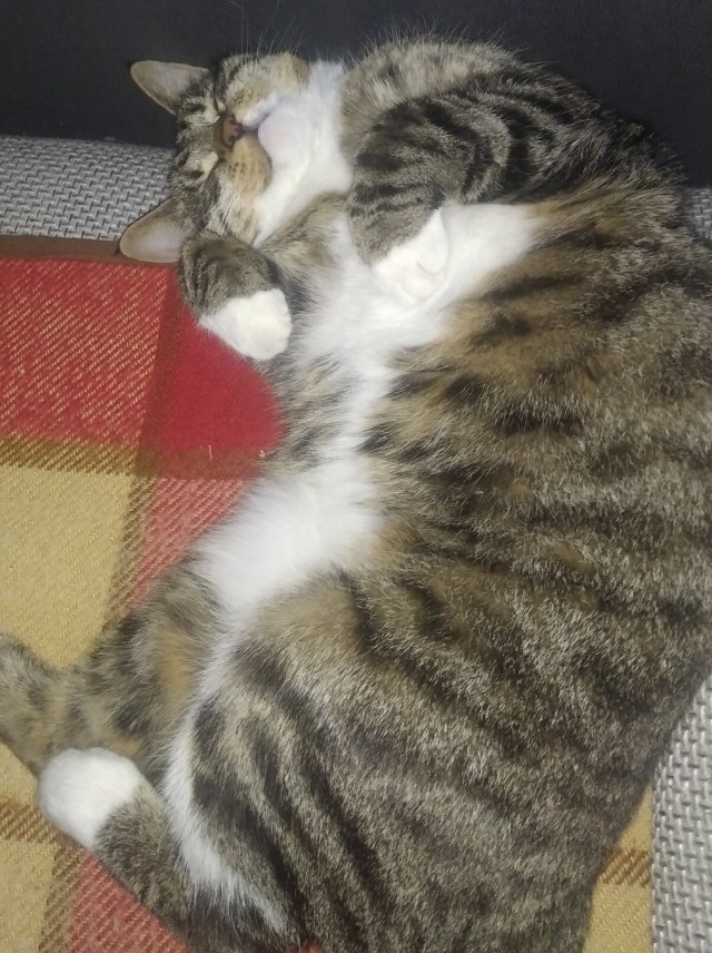 Солнце котовторника уже встало, Господа!