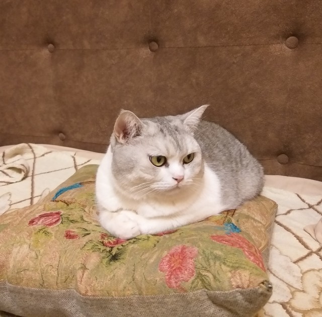 Котовторнику быть