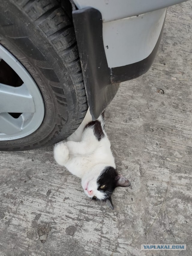 Котовторнику быть