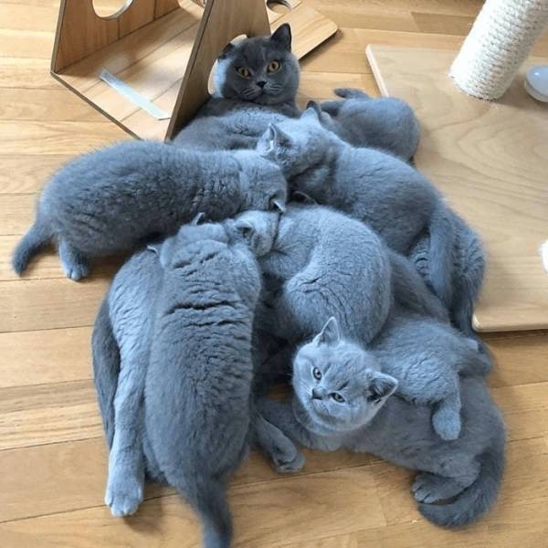 Родительское счастье представителей животного мира