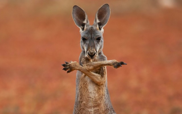 Картинки/Обои рабочего стола