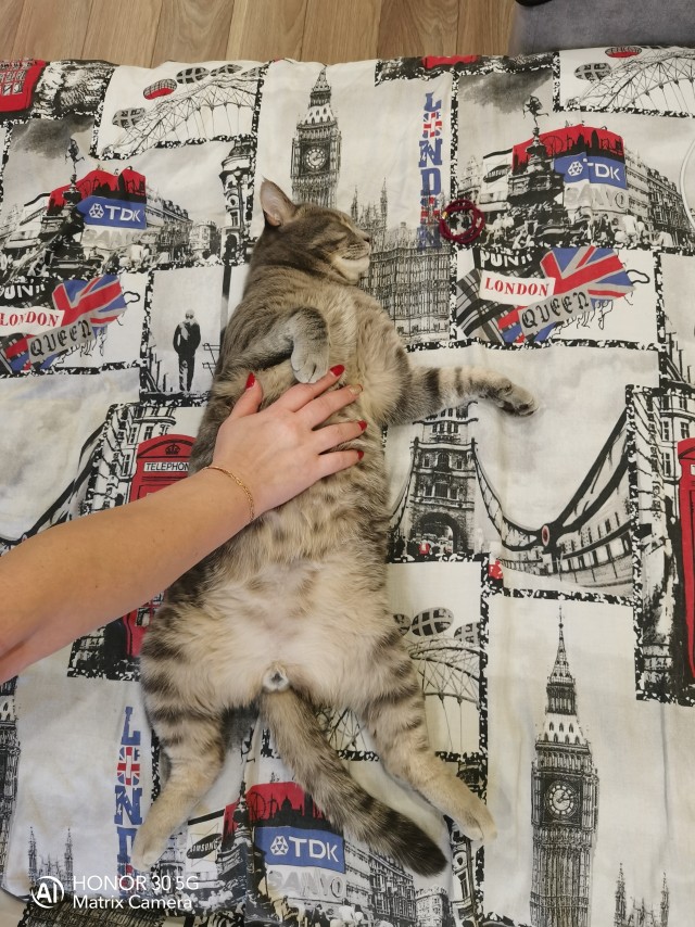Коты. Филя, Пуся, Вася