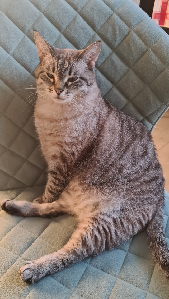 Котовторник