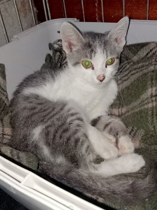 Котики в беде