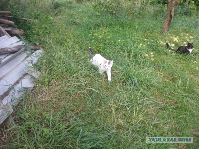 Жизнь домашнего приюта для котеек 413
