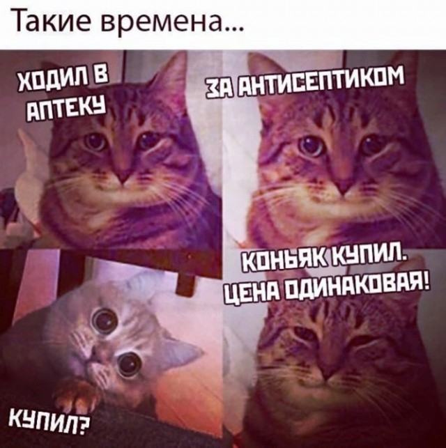 Алкопост 12.11.22