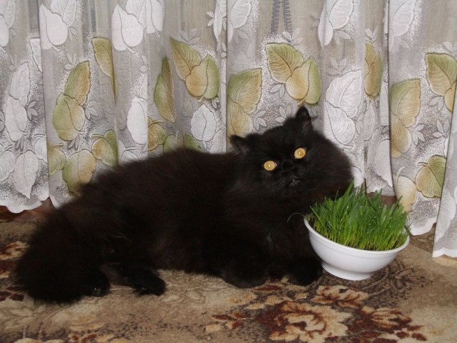 Вторник, ваши коты и кошки в студию