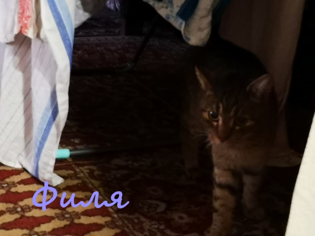 Жизнь домашнего приюта "Котоленд" 365
