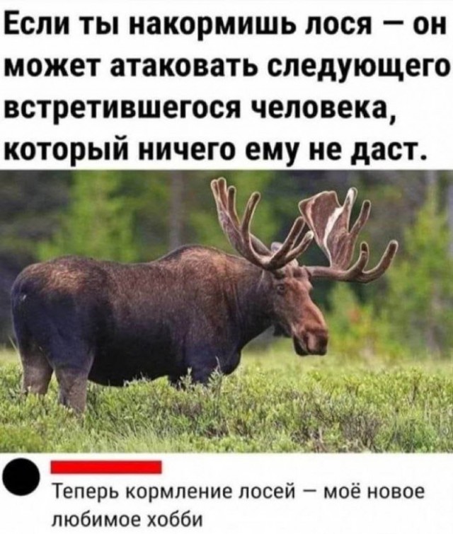 Весёлый полтишок 26.12.2022