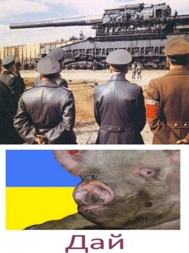 Свиньи добрались до Европы