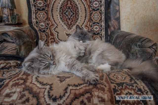 Коты белые, 12 литров