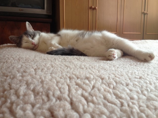 Котовторник 09.04.2013