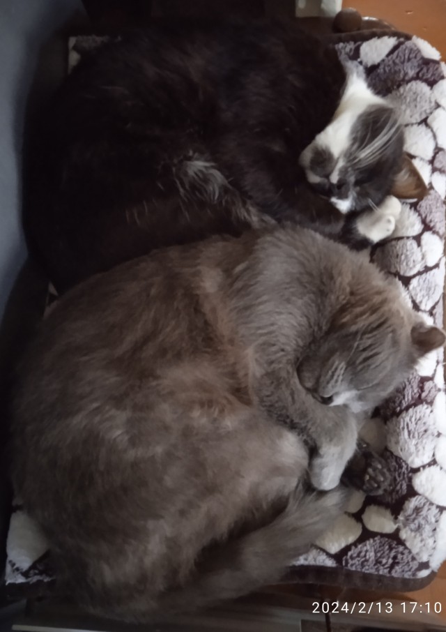 Котовторник уже пришёл?