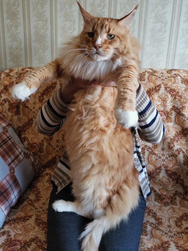Отговорите взять Мей Куна.