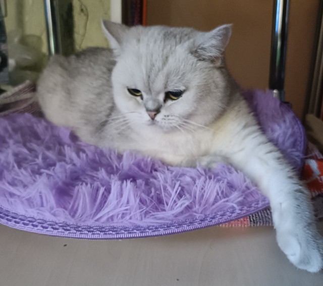 Мой котовторник
