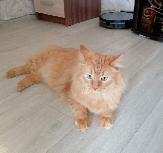 Принимайте в собратья, которабы