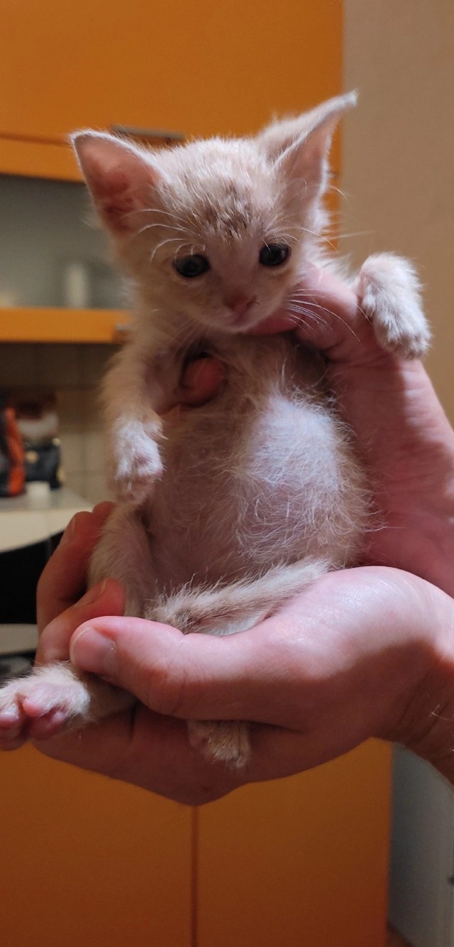 Котовторник же!