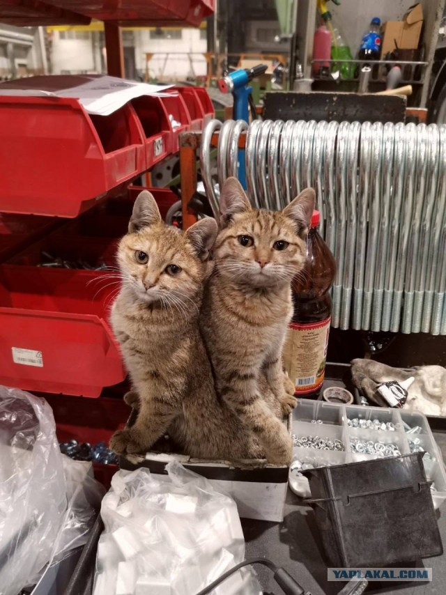 Коты, которые работают на заводах