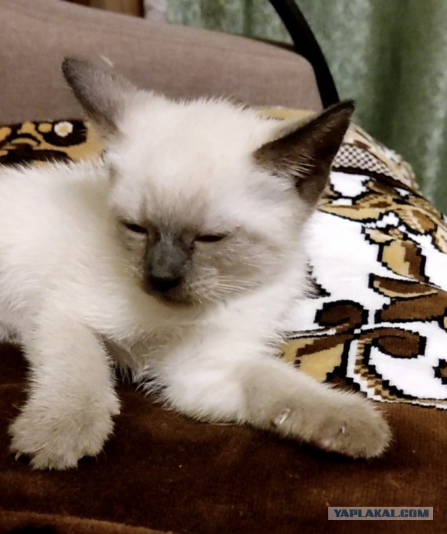 Котёнок с необычной особенностью