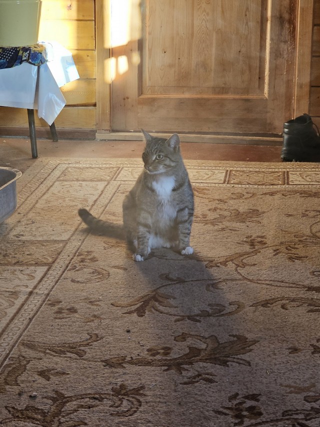 Настырный гость. К котовтонику.