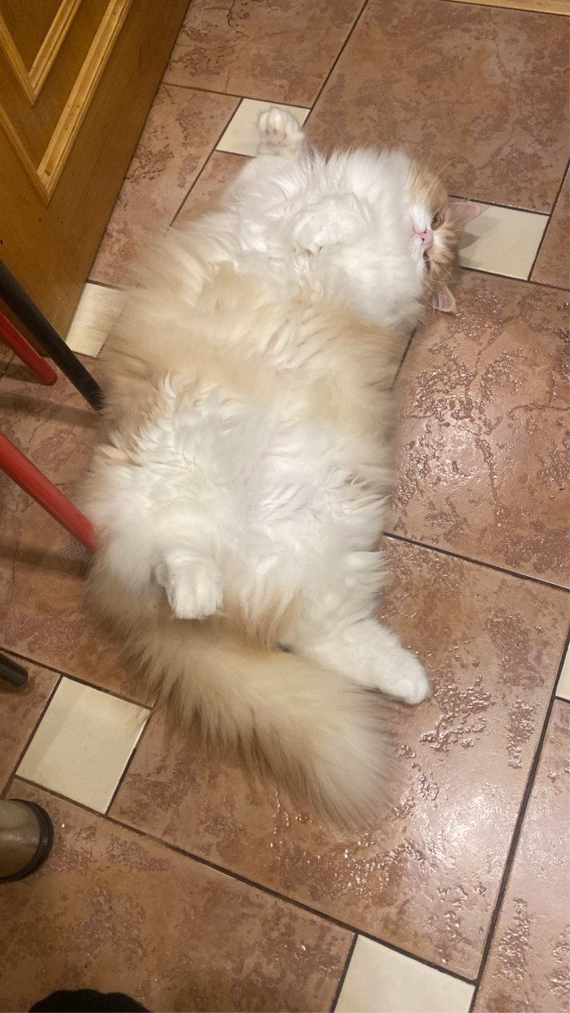 А где котики, сегодня же вторник!