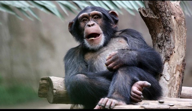 Предки человека занимались сексом не для размножения 6 млн лет назад, узнали ученые