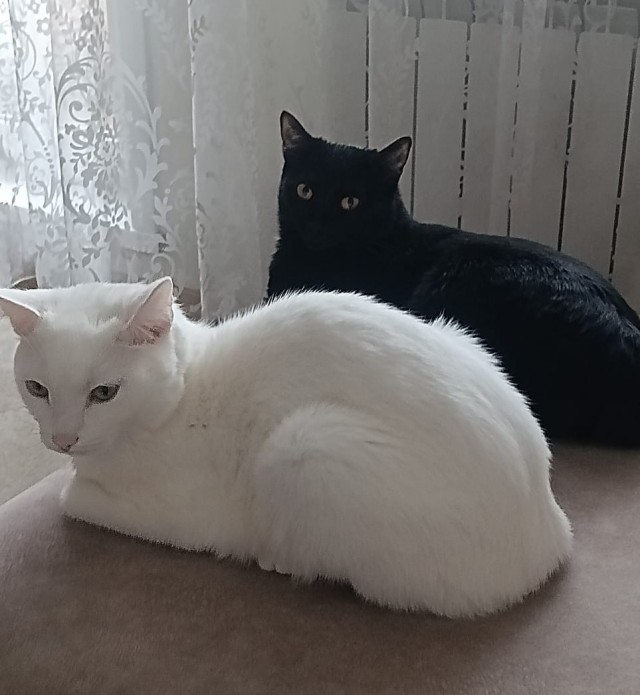 Кот.