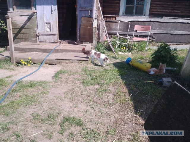 Жизнь домашнего приюта для котеек 542