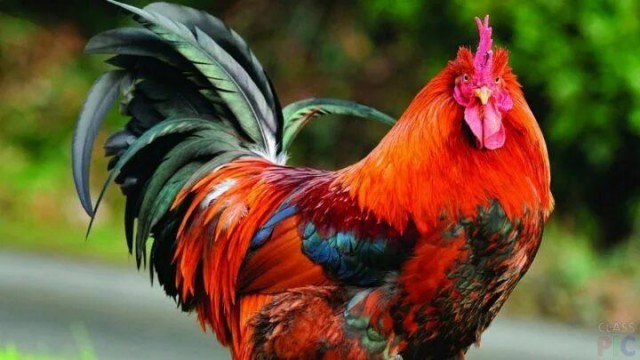 Про женщин. Мои наблюдения. Ответы на вопросы.