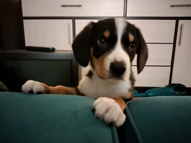 А у вас есть кот в доме?