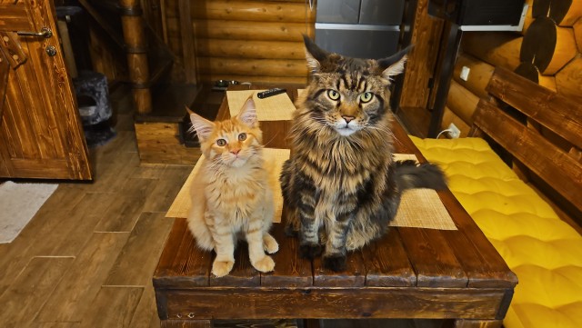 Это что, котовторник?