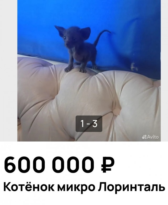 И до котиков добрались