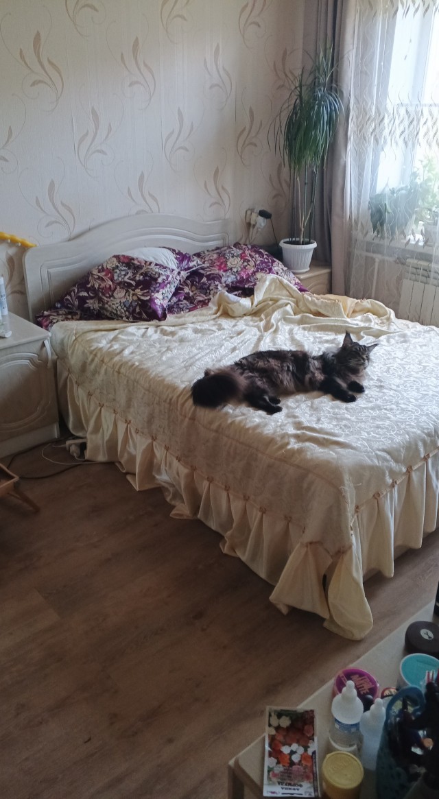 Кото вторник 2.09.2025.