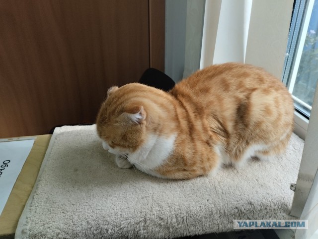 Литературный конкурс "КОКОС" 2025