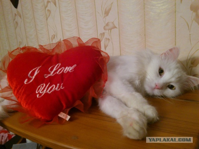 Котовторник 9.07.2013