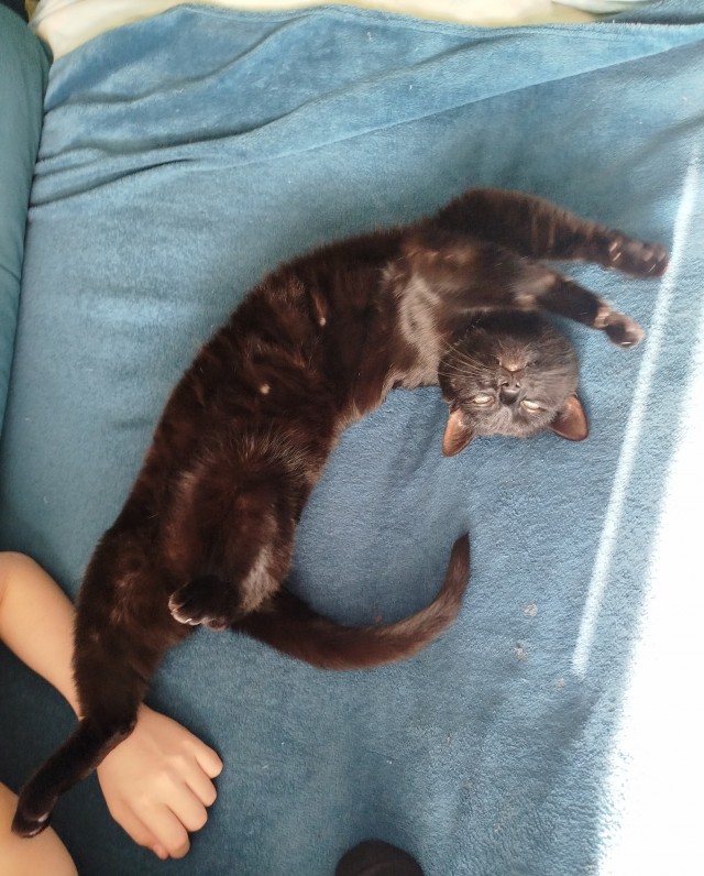 Котовторник же!