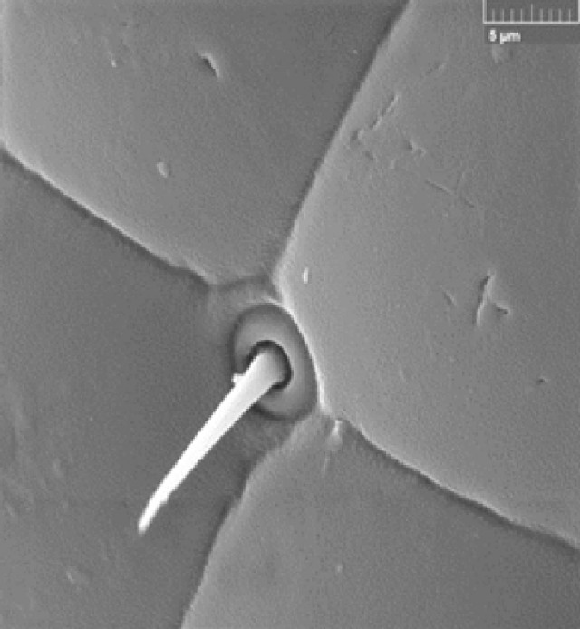 Микромир без дураков и ИИ