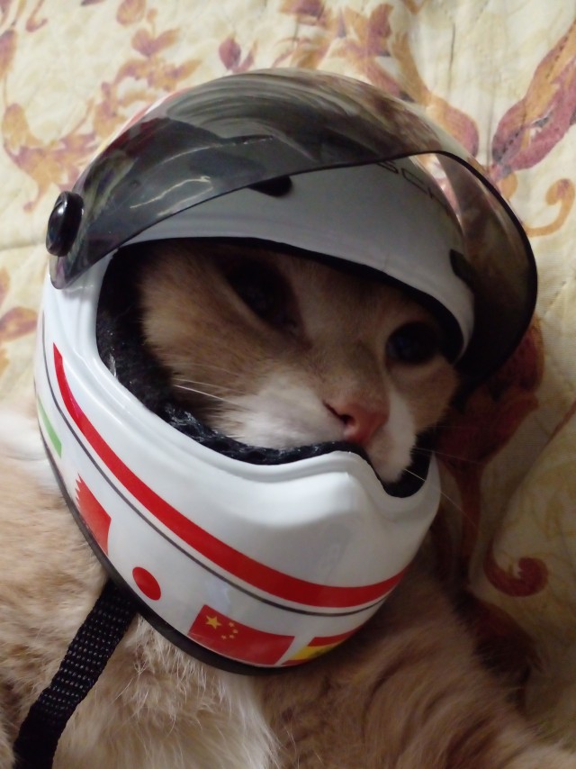 Спортивный котовторник.