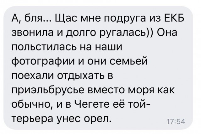 Бенгальская кошка загрызла чихуахуа в Москве