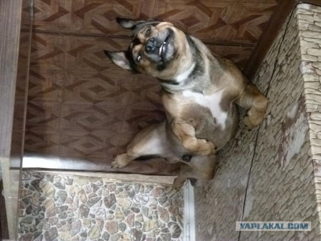 Собака, ты все перепутала…