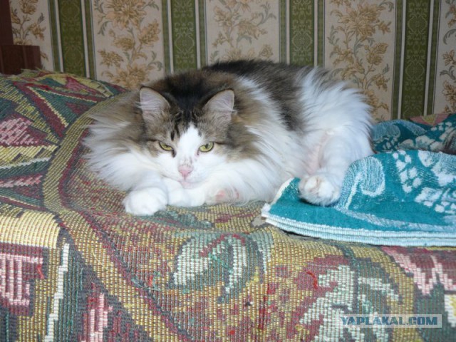 Котовторник 29.04.14.