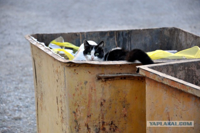 Котовторник 10.06.2014