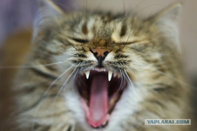 А у тебя есть фото твоей зевающей котейки ?