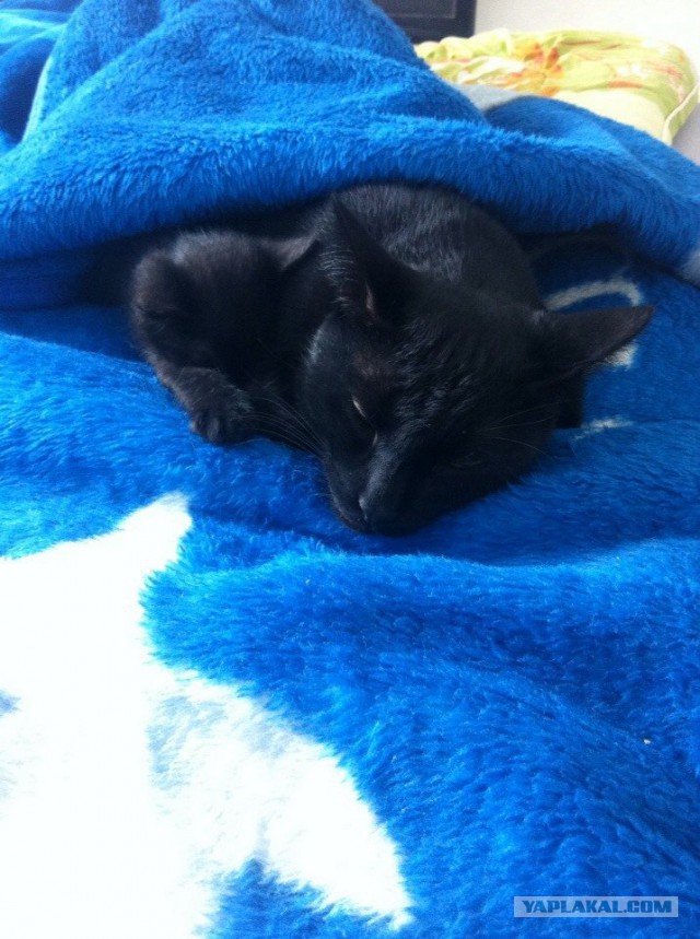 Котовторник 16.09.14