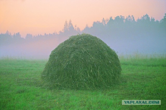 Всем зеленки!