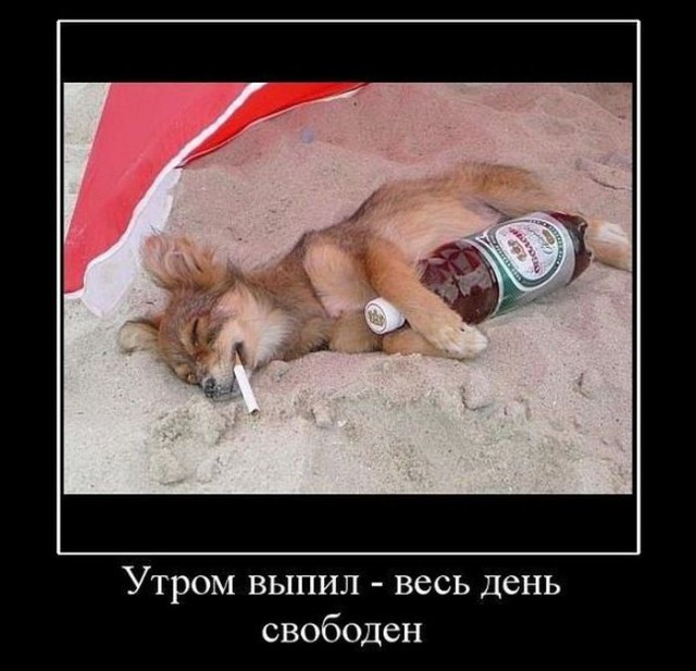 Весёлые картинки