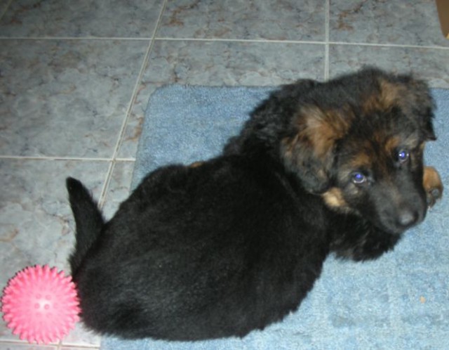 21 повод быть благодарным собаке