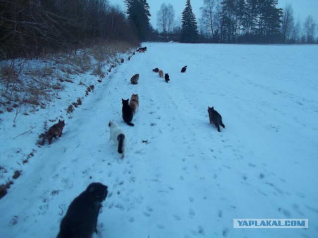 Жизнь домашнего приюта для котеек 45