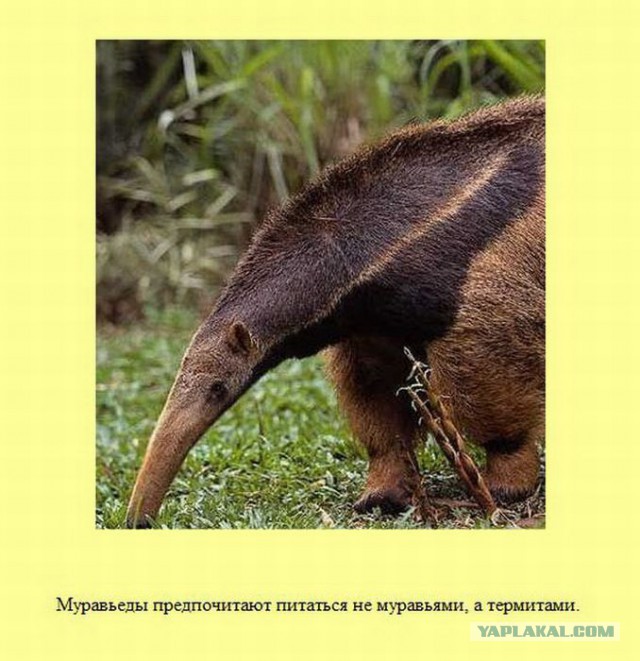 20 фактов обо всем