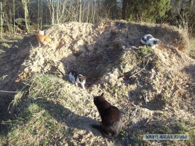 Жизнь домашнего приюта для котеек 56